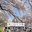 지에스(GS)25 울산삼호 이미지