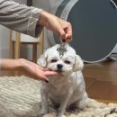 하잉