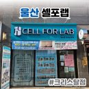 온더볼운동 | 울산 다이어트 셀포랩 크리스탈점 | 운동 못 하는 직장인이 살빼고 온 셀포랩 후기
