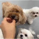 대구애견호텔 애견유치원 모여라솜뭉치 본점 이미지