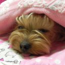 도톨그루밍 | 강아지 샴푸 비교. 램버트케이/ 협성/ 아일/ HALO/ SHOWSEASON/ 오가닉오스카/ AROMA PAWS/ 워터리스샴푸.