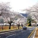 국내 여행지 첨성대 경주 핑크뮬리 해바라기 여행지 이미지