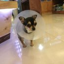 와이즈 동물병원 이미지