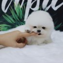 요미 티스토리
