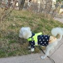 멍발머리 이미지