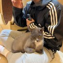 댕냥댕냥