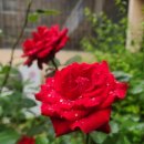 파도고개로 Daum카페