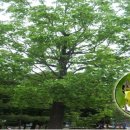 인삼세계로영농조합법인 네이버블로그
