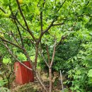 살구나무의 열매 이미지