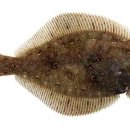 참가자미나라 이미지