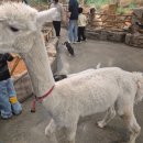 오구피자 | 설연휴 아이와 방문하기좋은 울산 동물원 '헬로우쥬' &amp; 피자카페 '더뷰오구피자' 방문후기