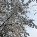 핫바신랑 어묵각시 | 4월 봄나들이 (광명 전통시장, 대부도, 화량유원지, 안양천 벚꽃)