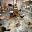 냥냥하우스 이미지