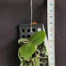 Phalaenopsis gibbosa 이미지