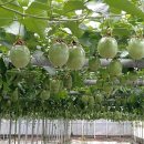 진서농장 이미지