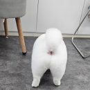 희희퍼피 이미지