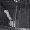 숙희네 개집 이미지