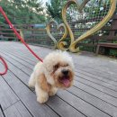 소망애견미용실 이미지