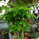 행복나무 이미지