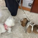 충주 여행 : 농협생명 수안보수련원 반려동물동반 객실 후기