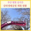 삼락생태공원 | 부산 벚꽃 실시간 삼락생태공원 개화 현황 주말 방문 후기