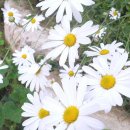 옥성자연휴양림 이미지