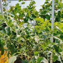 주초농장 이미지