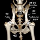 청라호수동물메디컬센터 네이버블로그