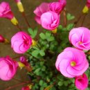 미니사랑초-와인빛꽃분홍색 완성화분 13800원 이미지