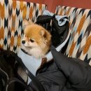 여가포크 | 해방촌,이렇게 핫하다고? 해방촌 애견동반 멕시칸음식점 '벤디또' 후기