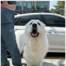 온 그루밍 이미지