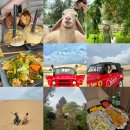 워니 농장 | [나트랑 여행 with 워니] 반미판/ Hoa Driver Nha Trang 판랑투어/ 양 농장 Đồng Cừu Suối Tiên/ 포...