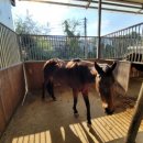 당진 승마장 이미지