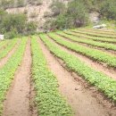 목단농장 이미지