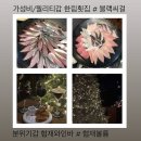 협재볼륨 | 내돈내산 나만 알고 싶은 제주 현지인 찐맛집 추천 | 한림 횟집, 협재 와인바(블랙씨걸, 협재볼륨)