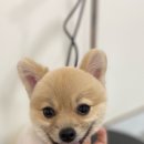 베리펫살롱 이미지