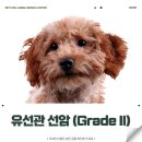 콩알II 이미지