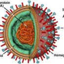 A형 독감 걸리는 이유 전염력 부작용을 알아보자 이미지