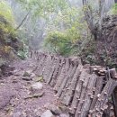 산골버섯 이미지