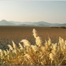 순천만 갈대밭 이미지