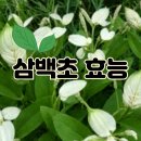 삼백초 이미지