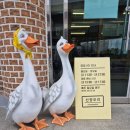 신양오리 이미지