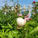 아라돔하우스 이미지