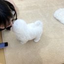 퍼피스토리 이미지