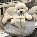 펫더헤븐 | 울산 남구 신정동 애견미용실 추천 펫더헤븐 본점 미용 후기