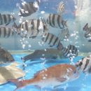 회광어9900 이미지