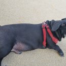 플레이 바우 이미지