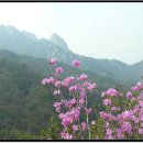 2010년4월17일(토)=북한산 산행~진달래능선 꽃구경갑니다. 이미지