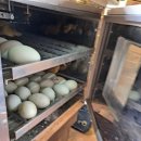 파주정수농장 이미지