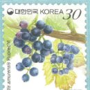 머루와다래 이미지
